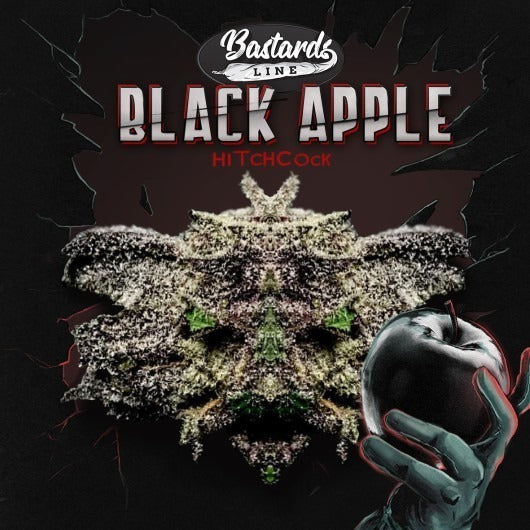 T.H.Seeds™ Black Apple Hitchcock Fem.-Sämling