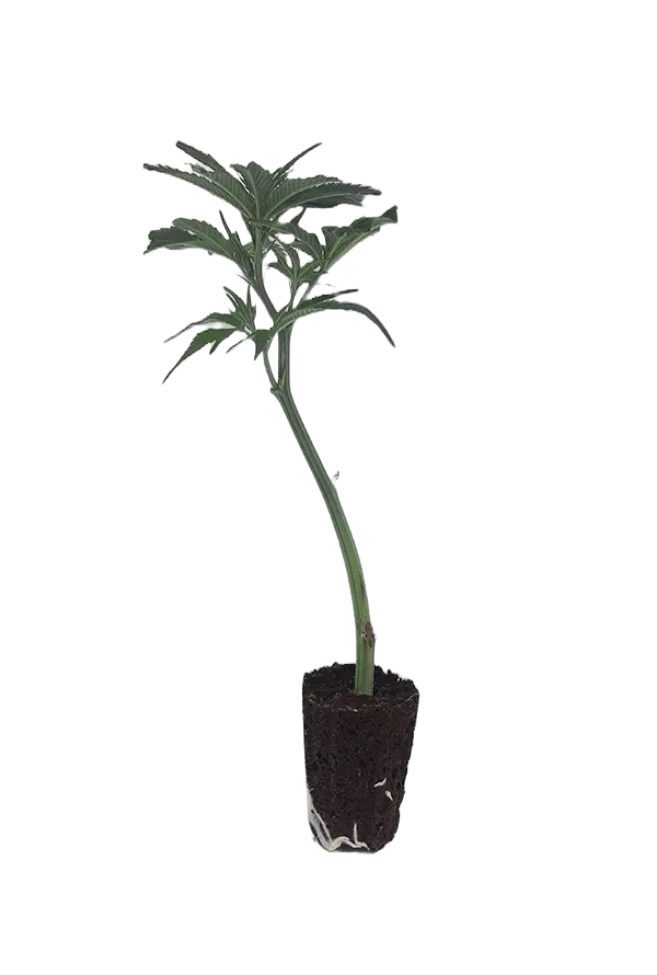 OG Kush Steckling