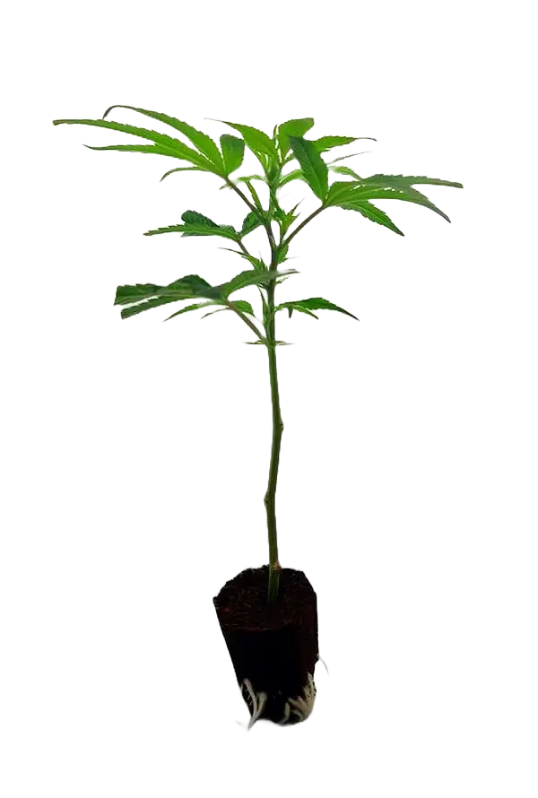 Tropicana Cherry Steckling