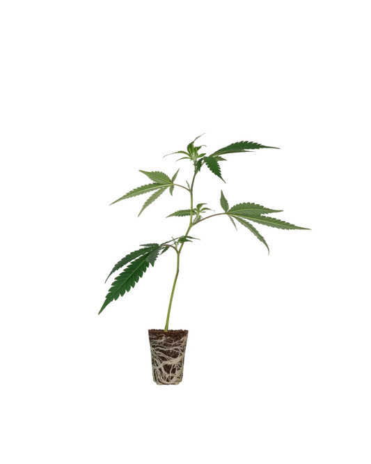 Tropical Gelato Steckling
