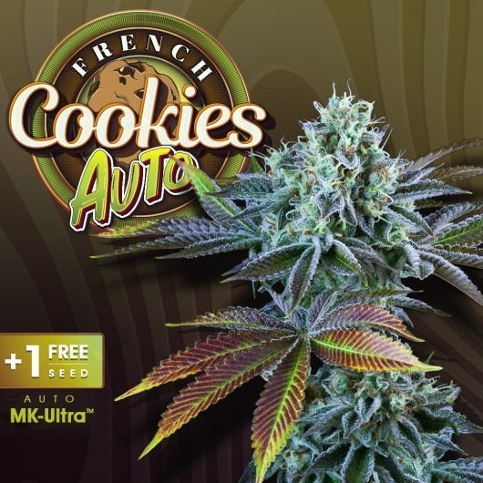T.H.Seeds™ French Cookies Auto-Sämling