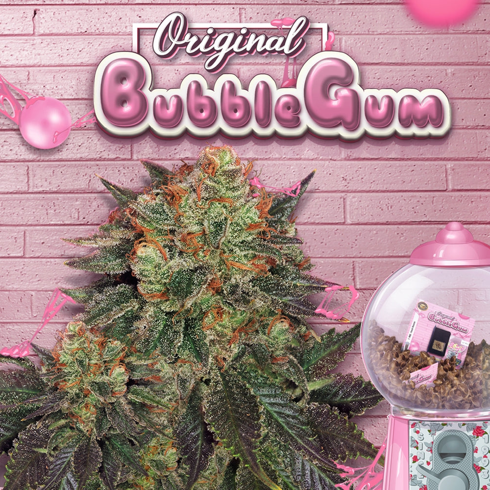 T.H.Seeds™ Bubblegum Fem.-Sämling
