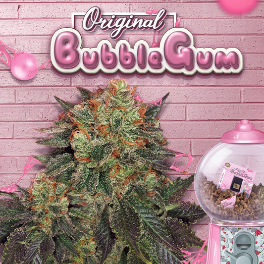 T.H.Seeds™ Bubblegum Fem.-Sämling