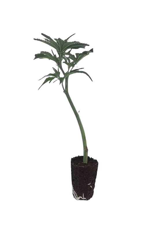 OG Kush Steckling