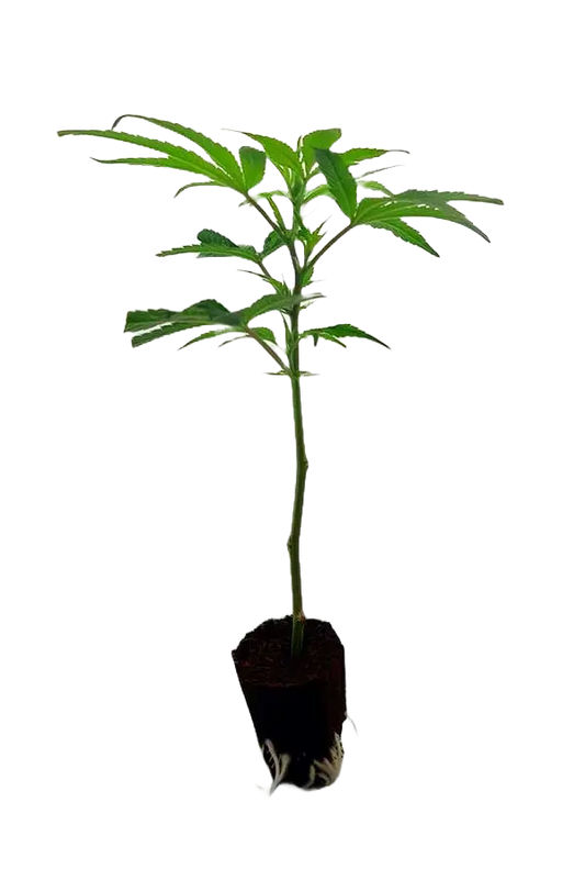 Tropicana Cherry Steckling