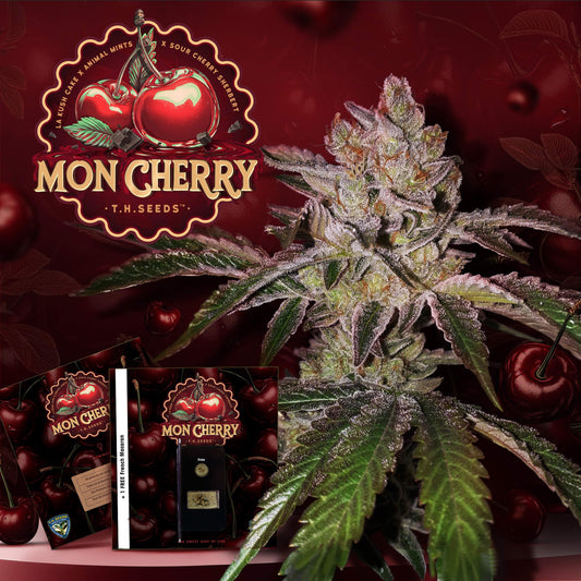 T.H.Seeds™ Mon Cherry Fem.-Sämling