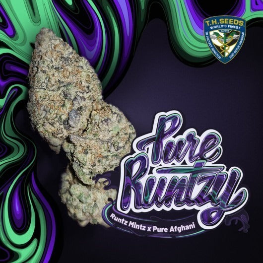 T.H.Seeds™ Pure Runtzy Fem.-Sämling