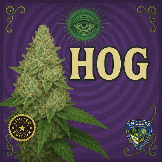 T.H.Seeds™ Critical Hog Auto-Sämling