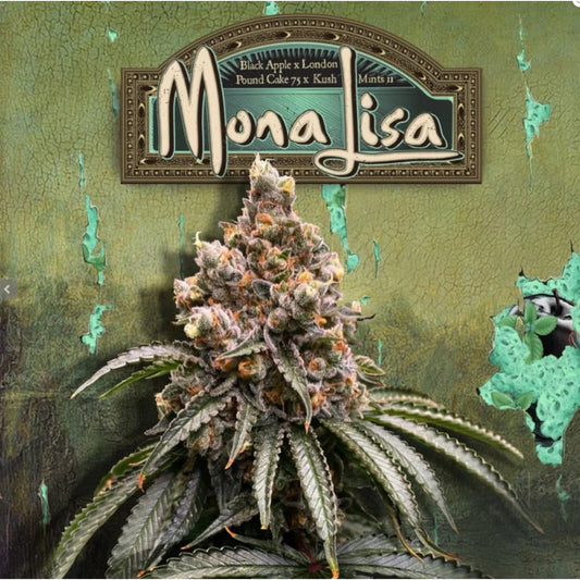 T.H.Seeds™ Mona Lisa X Bubblegum Fem.-Sämling